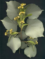 MSA TILIA TOMENTOSA 50 ML - goldeneffe.it