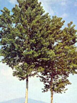MSA POPULUS NIGRA 50 ML - goldeneffe.it