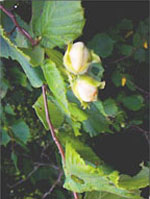 MSA CORYLUS AVELLANA 50 ML - goldeneffe.it
