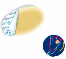 COMPEED VESCICHE CEROTTI FORMATO MEDIO 5 PEZZI - goldeneffe.it