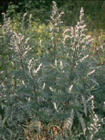 TSA ARTEMISIA VULGARIS 50 ML - goldeneffe.it