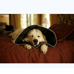 COMFY CONE COLLARE ELISABETTIANO INNOVATIVO L DIAMETRO 25 CM - goldeneffe.it