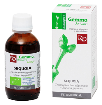 SEQUOIA MACERATO GLICERICO 50 ML BIO - goldeneffe.it